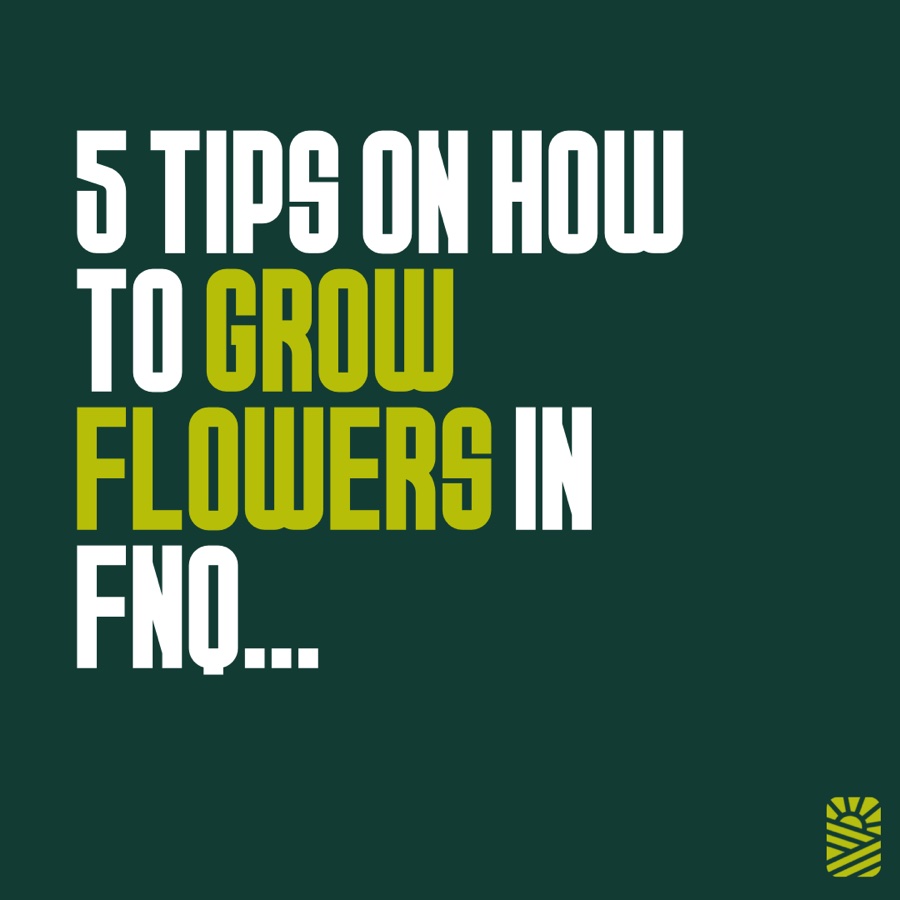 5 tips on how to grow flowers in FNQ