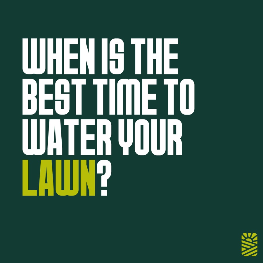 When is the best time to water your lawn?